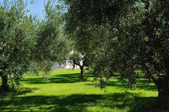 L’uliveto che circonda il Ristorante L’Orto di Lucania