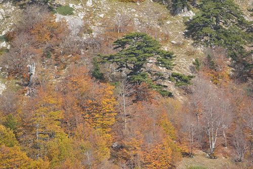 Pollino National Park
