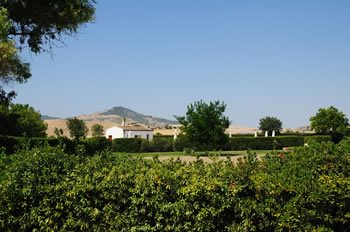 Il Falco di palude