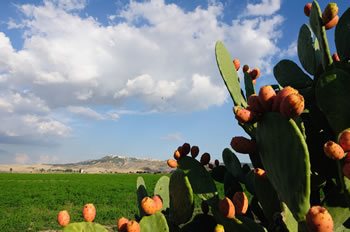 Montescaglioso dall’Agriturismo L’Orto di Lucania