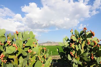 Il paesaggio della collina materana