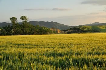 Il paesaggio della collina materana
